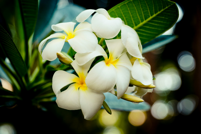 white and yellow flower in macro lens